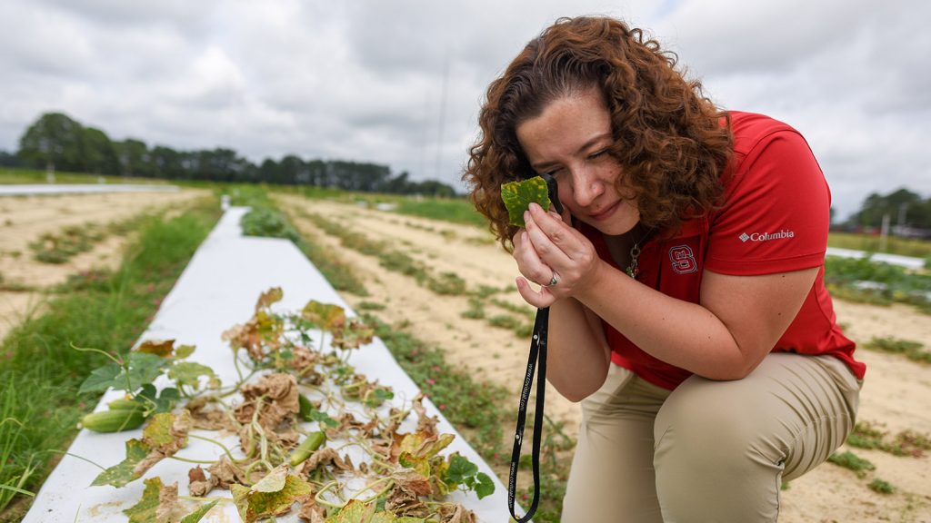 Scientist examines a diseased cucumber plot