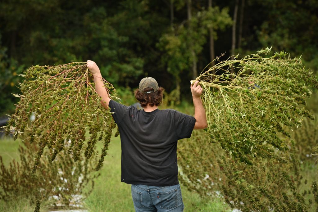 Man walking away from the camera carrying two large hemp plants