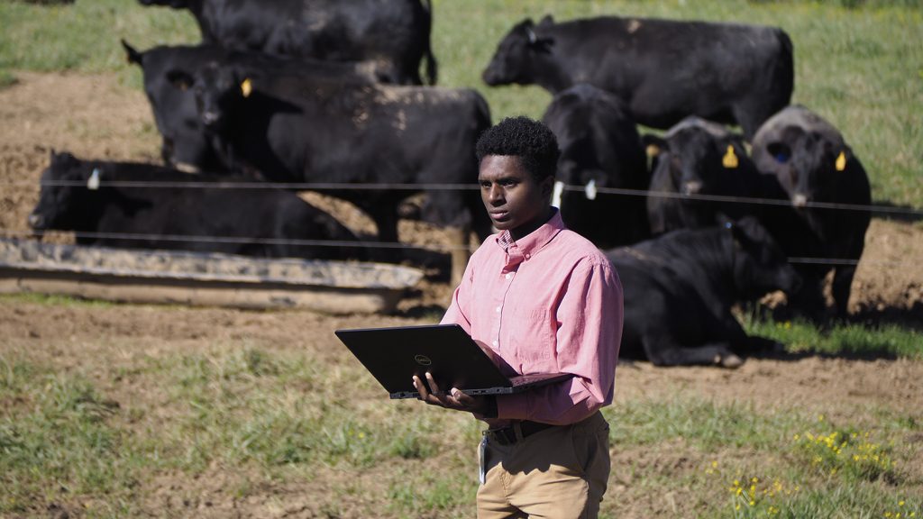 Young man with a laptop computer; cows in the background