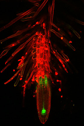 Image of a root tip. Live cells are dyed red while the modified protein glows green.