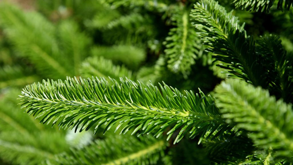 Up close view of a Fraser fir's needles