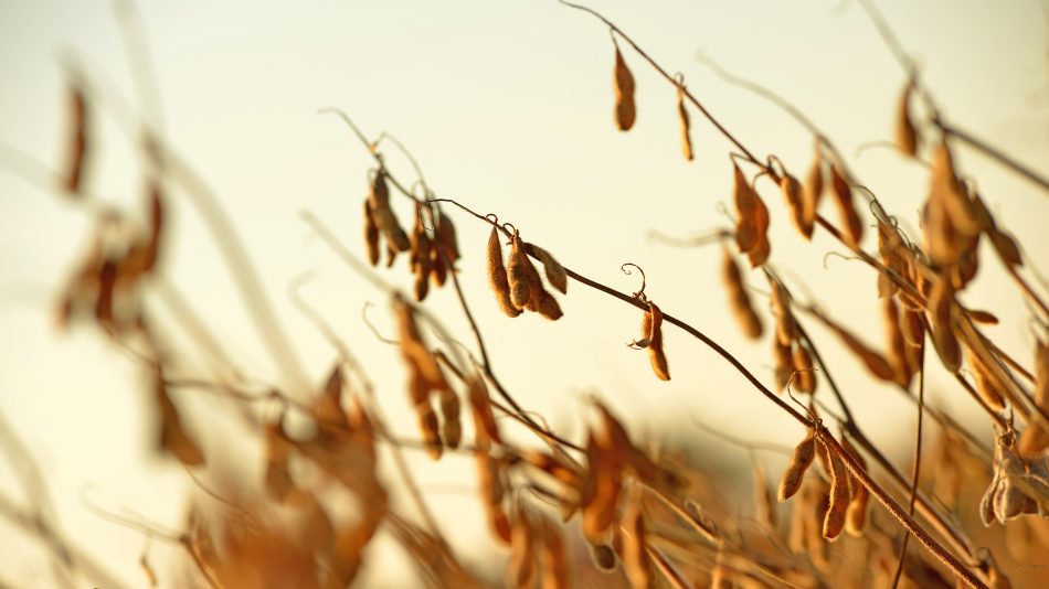 Close up of dry, golden soybeans in a field.