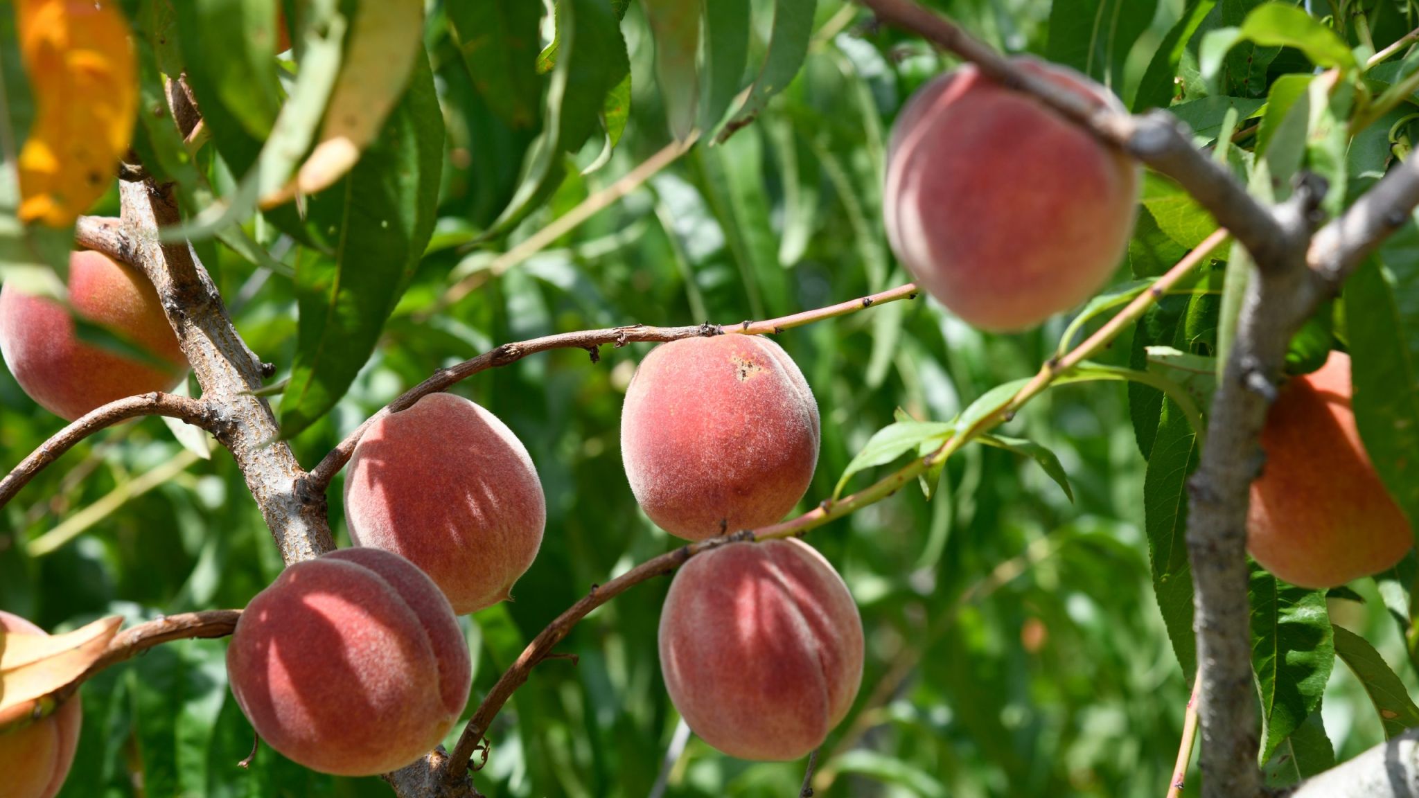 Sunlit peaches hanging from leafy branches.