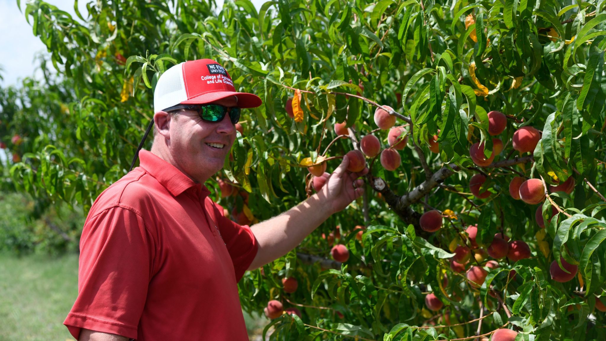 Man in sunglasses and red CALS hat reaches to hold a peach hanging from a row of peach trees.