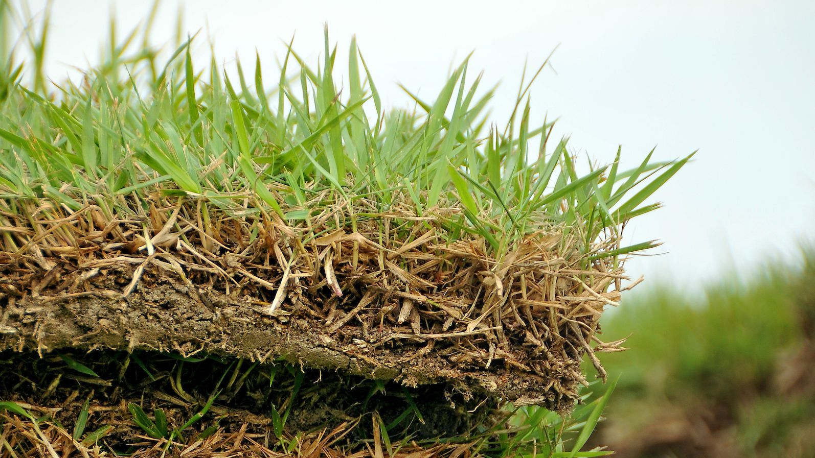 Close-up cross section of piled up sod.