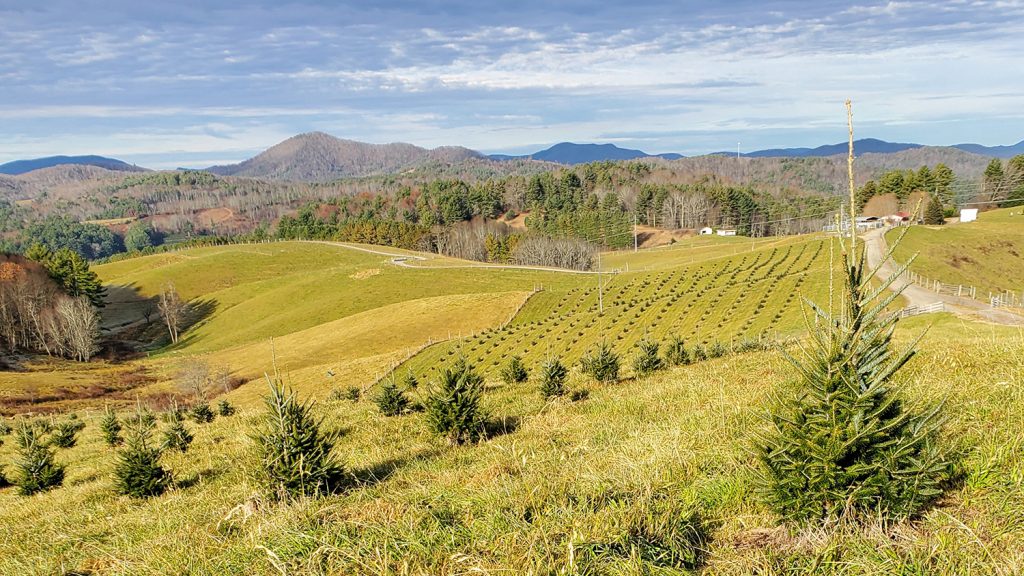 Rolling field planted with Christmas trees