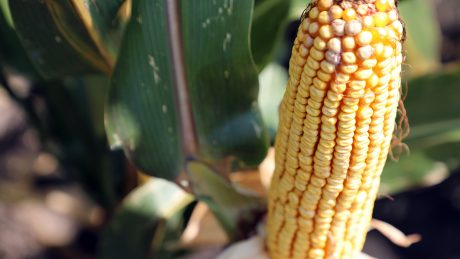 An ear of corn on a farm in North Carolina