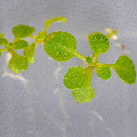 Arabidopsis, a small plant, growing on agar plate.