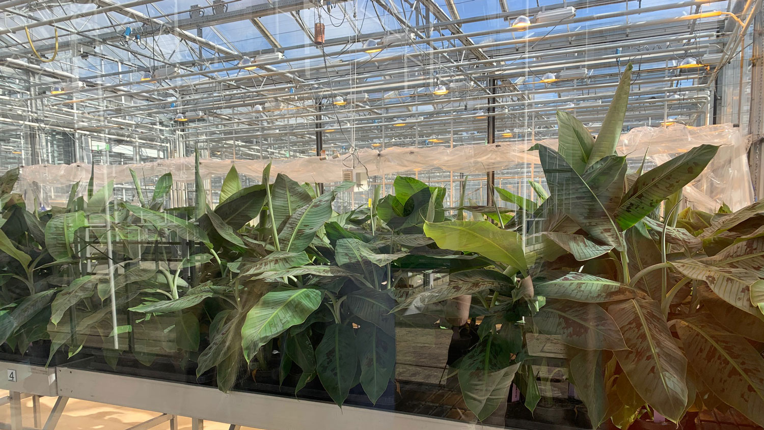 Plants at the Wageningen Greenhouse in the Netherlands