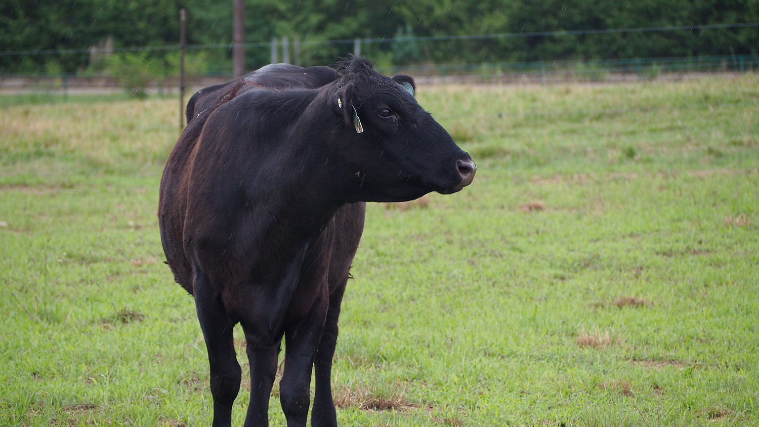 cows at the Upper Piedmont Research Station