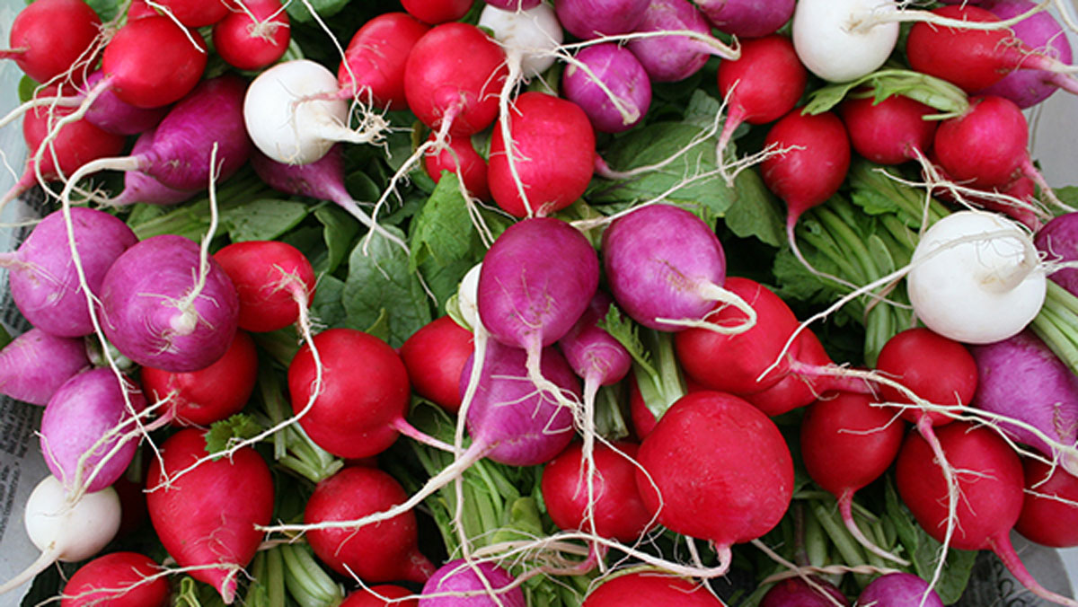 Red, white and purple radishes