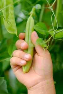 A young child's hand ready to pick a snap bean from its vine