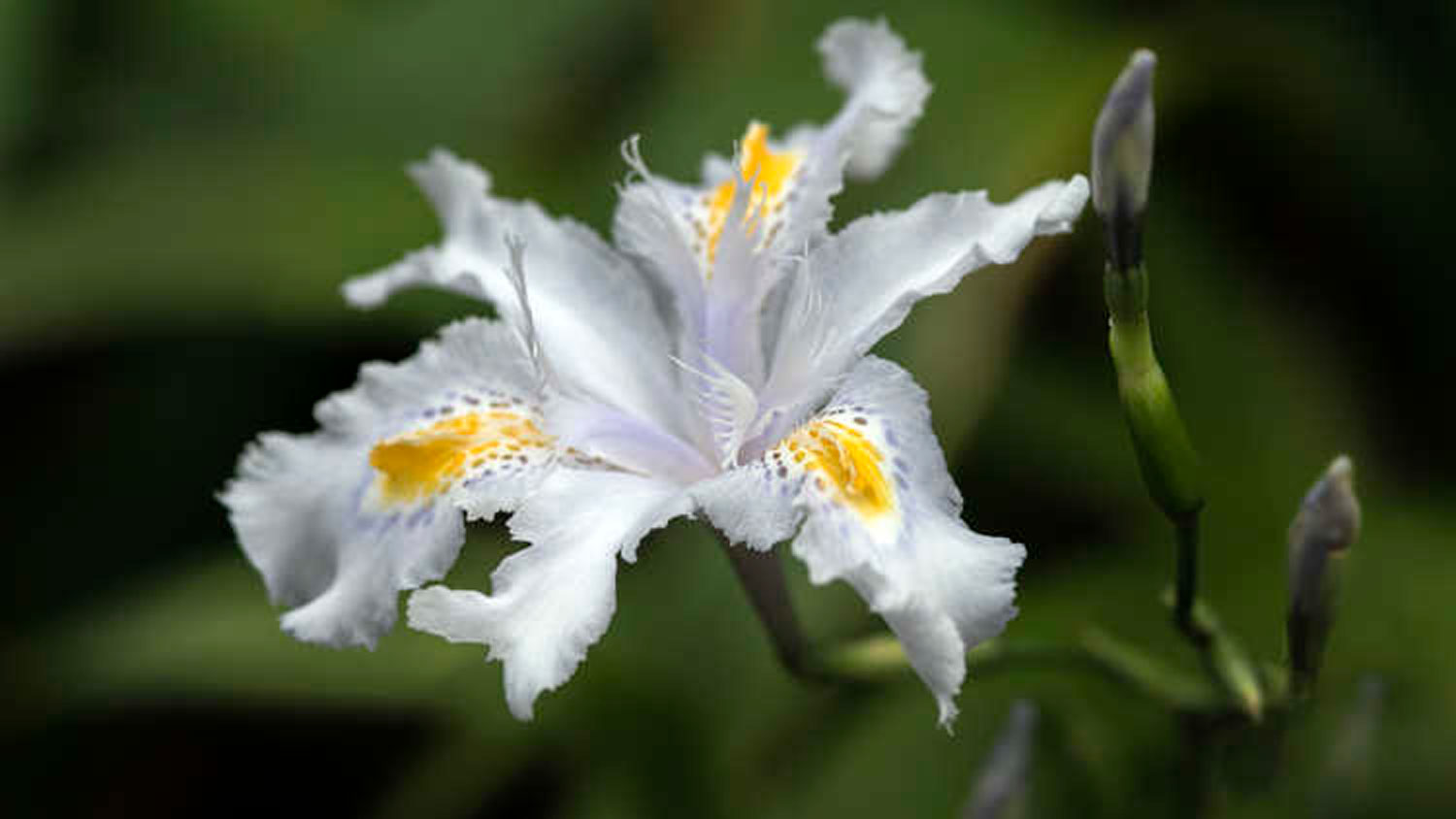 Iris ‘Nada'