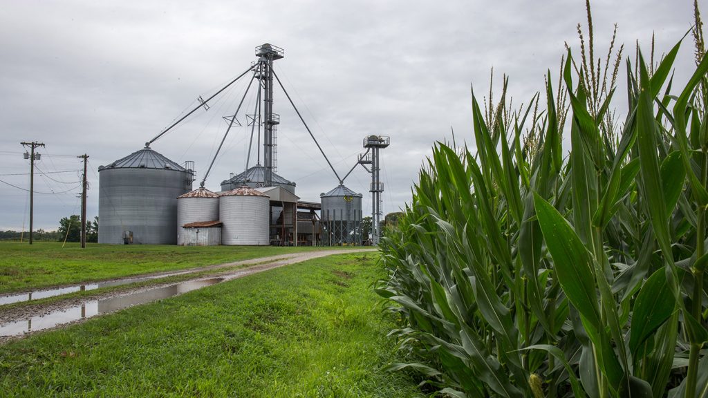 Corn at Caswell Research Farm