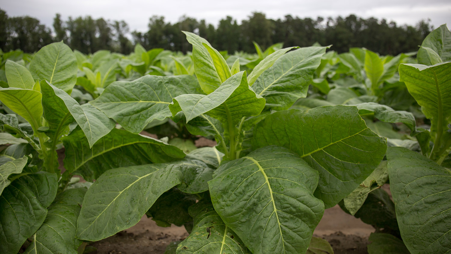 Cover crops at Caswell Research Station