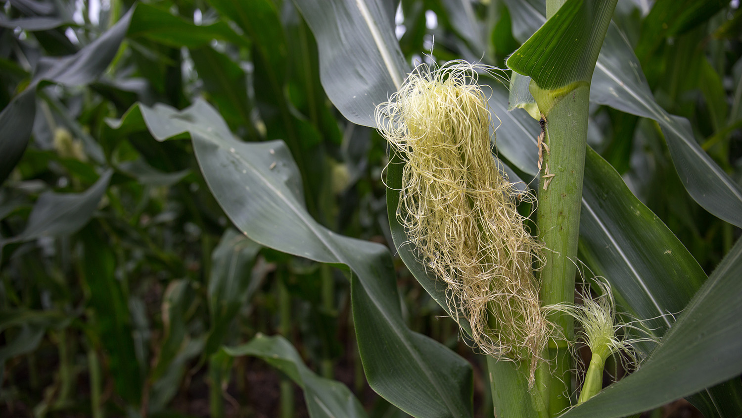 corn crop