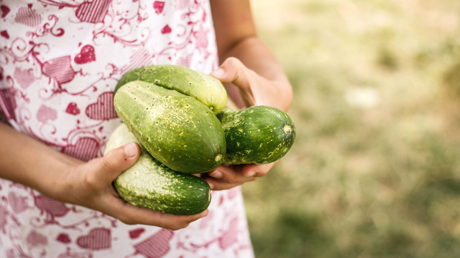 Young girl's hands holding several cucumbers