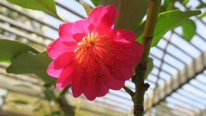 Rhodoleia henryi ‘Scarlet Bells’