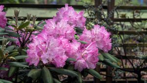 Rhododendron ‘Brandi Michele Raley’