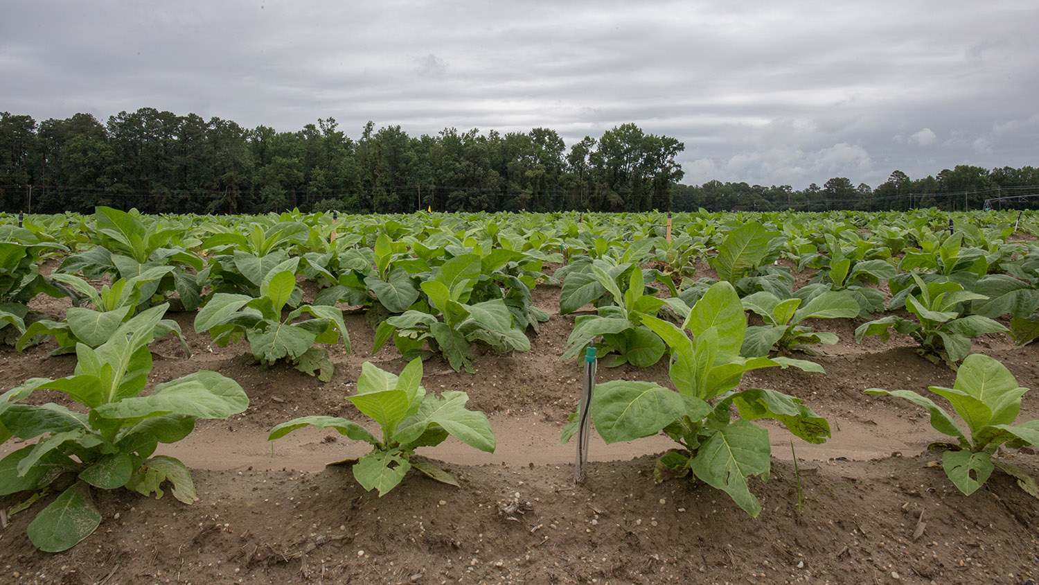 Crops at the Lower Coastal Research Station