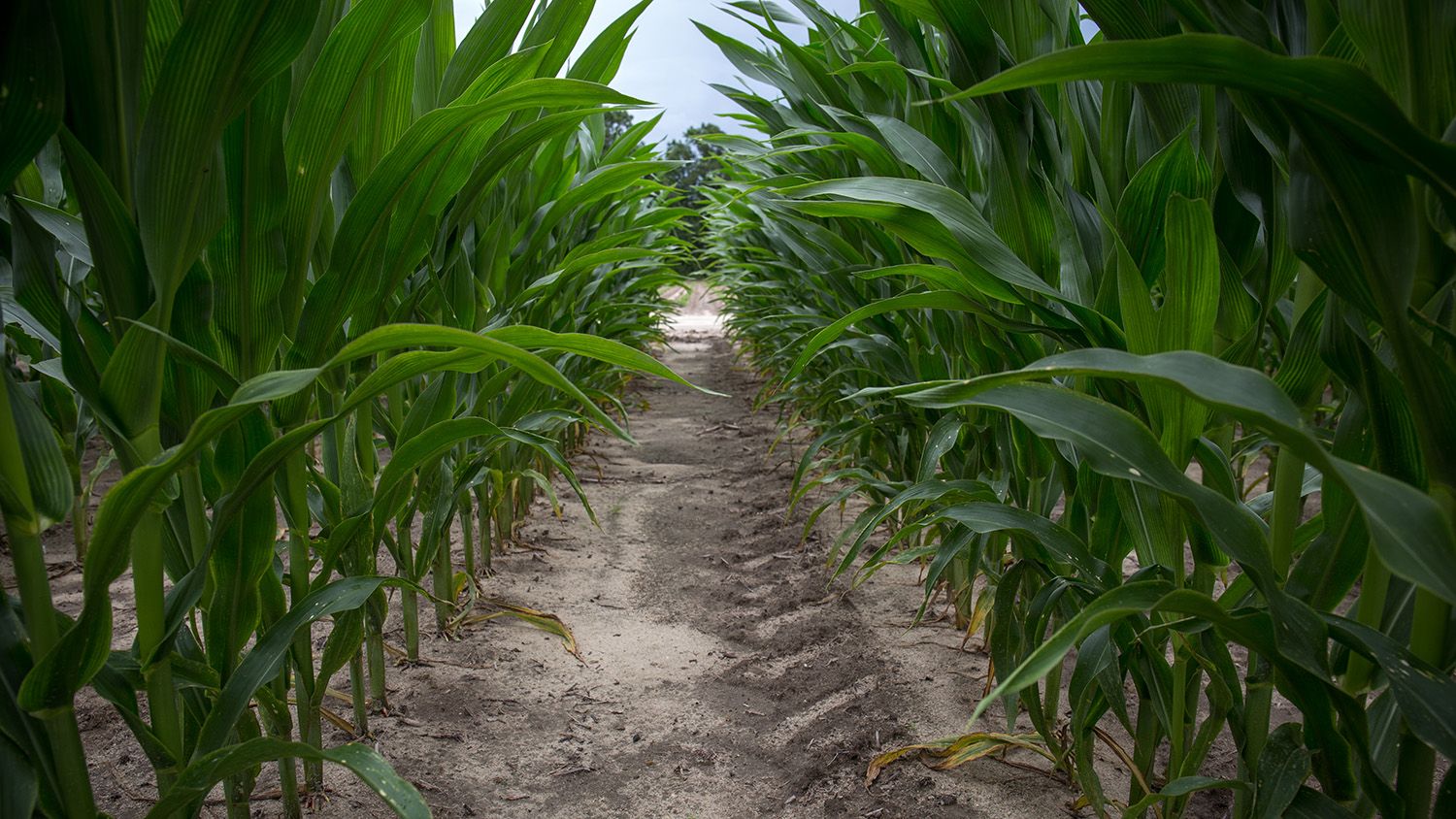 Corn stalks at the Peanut Belt Research Station