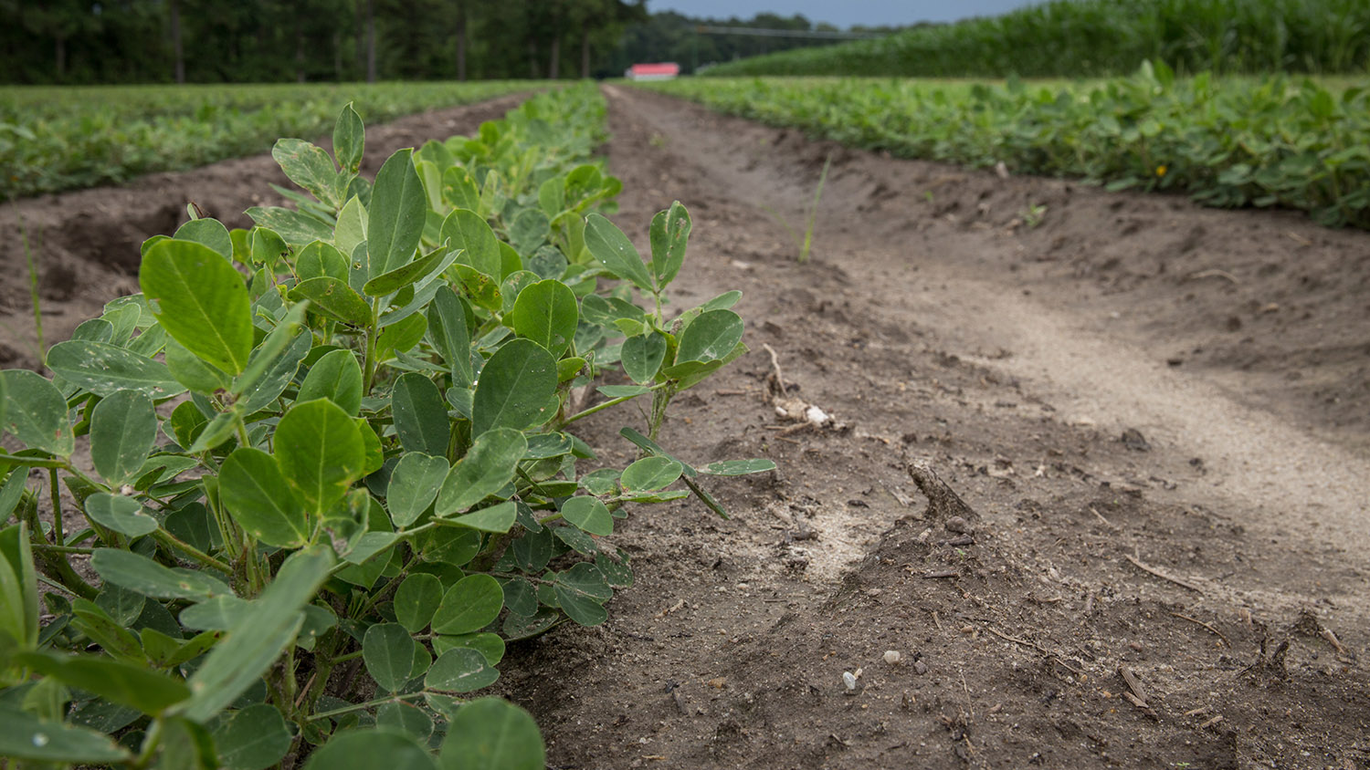 Peanut crop at Peanut Belt Research Station