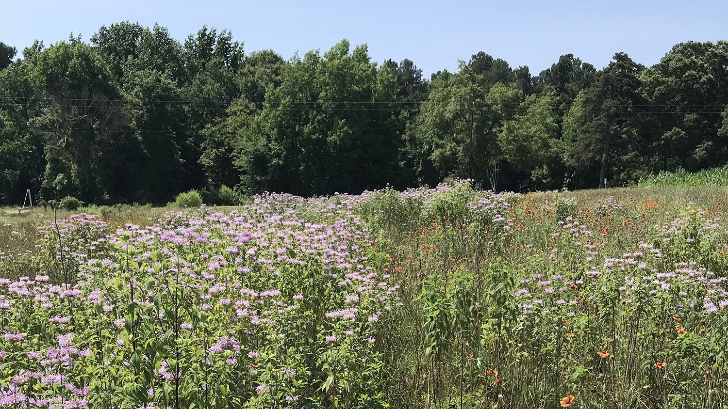 field of pollinating flowers