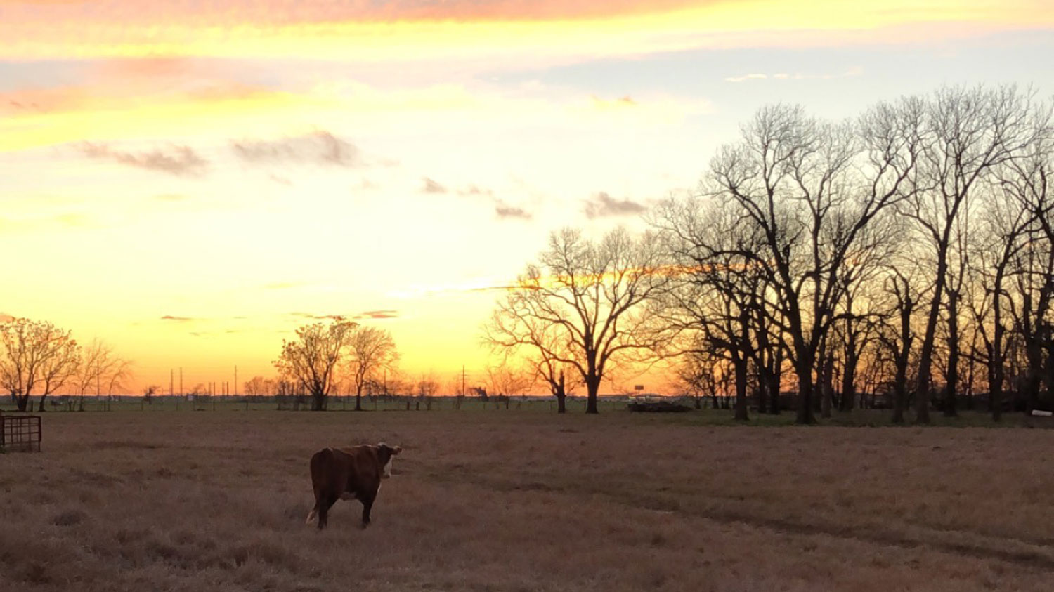 A cow in the middle of a field