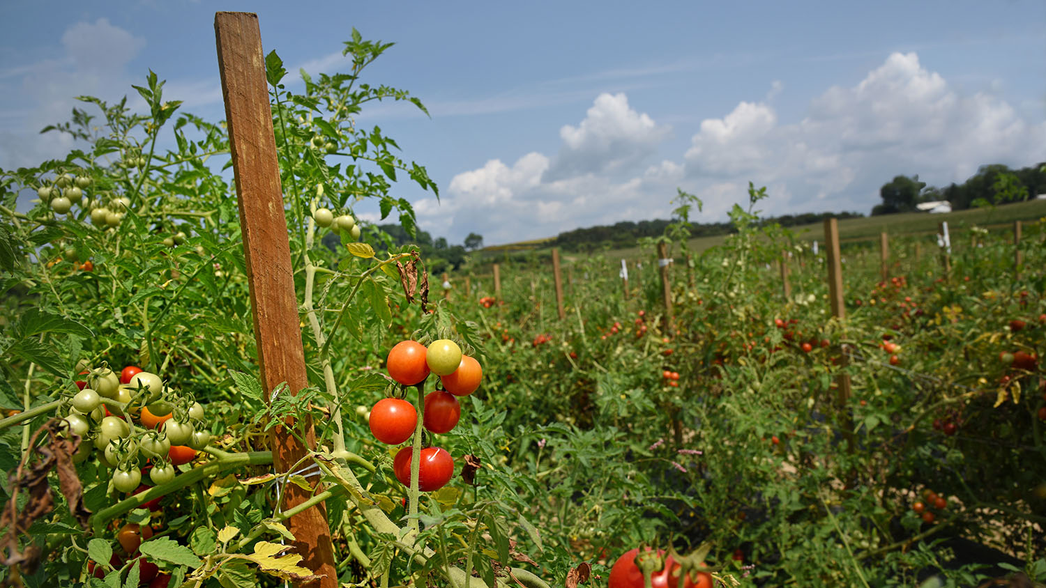 Tomato field in western North Carolina.