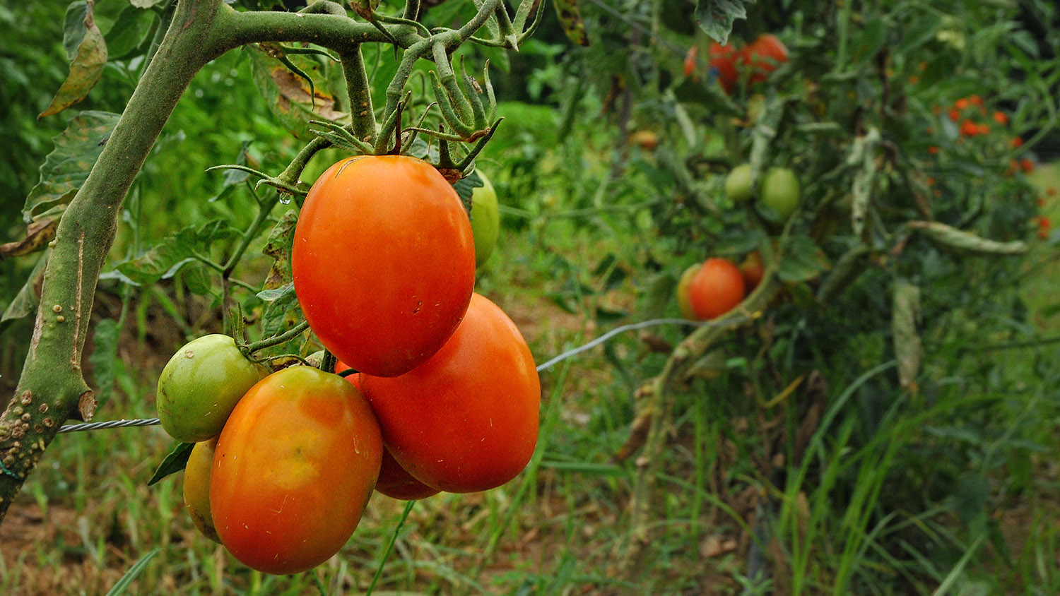 Tomatoes on the vine