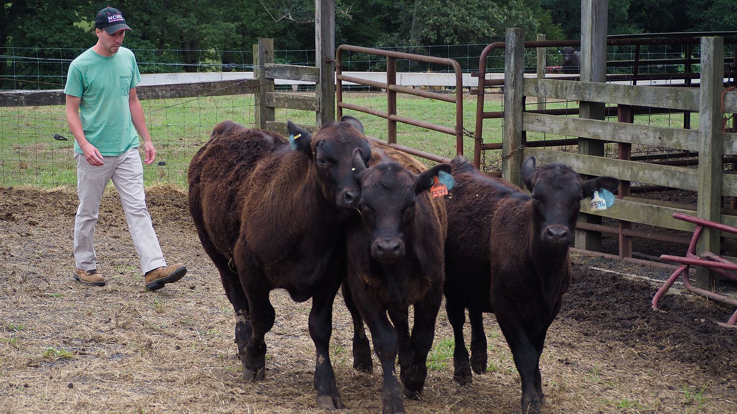 beef cattle at Upper Piedmont Research Station