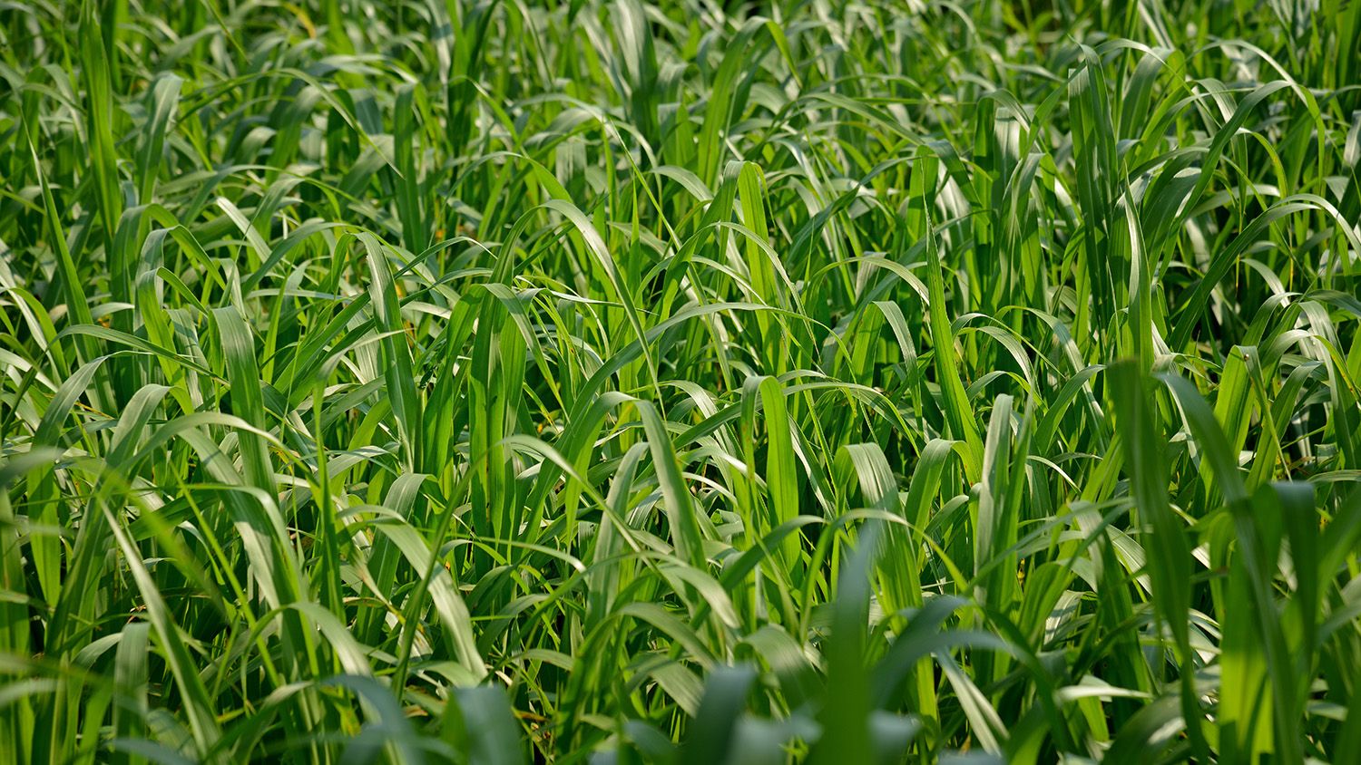 cover crops