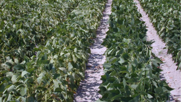 Soybean rows at Peanut Belt Research Station