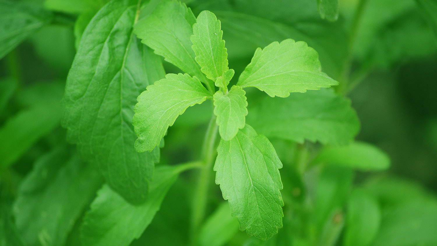 stevia plant at border belt tobacco research station