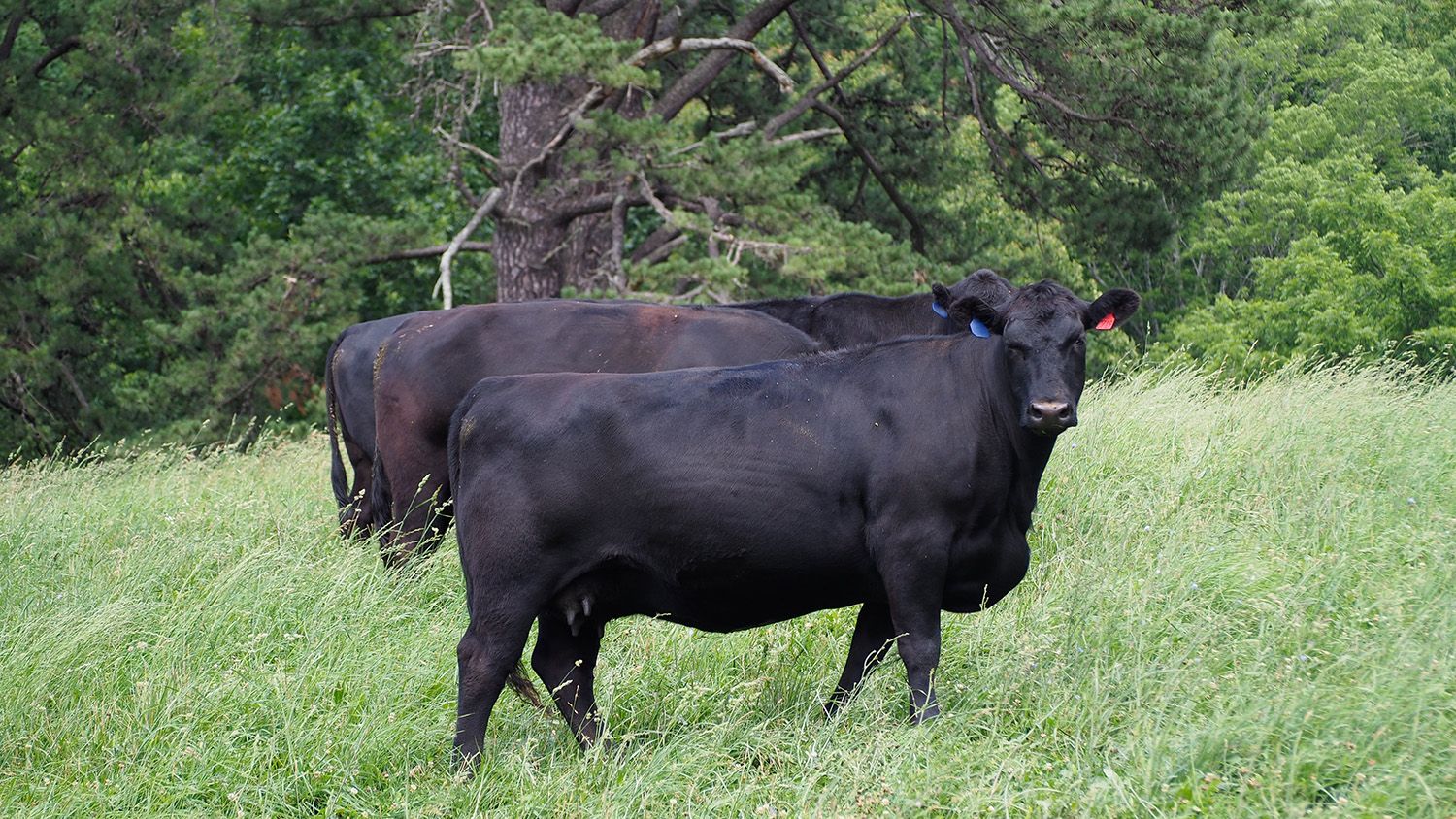 Beef Cattle at Mountain Research Station