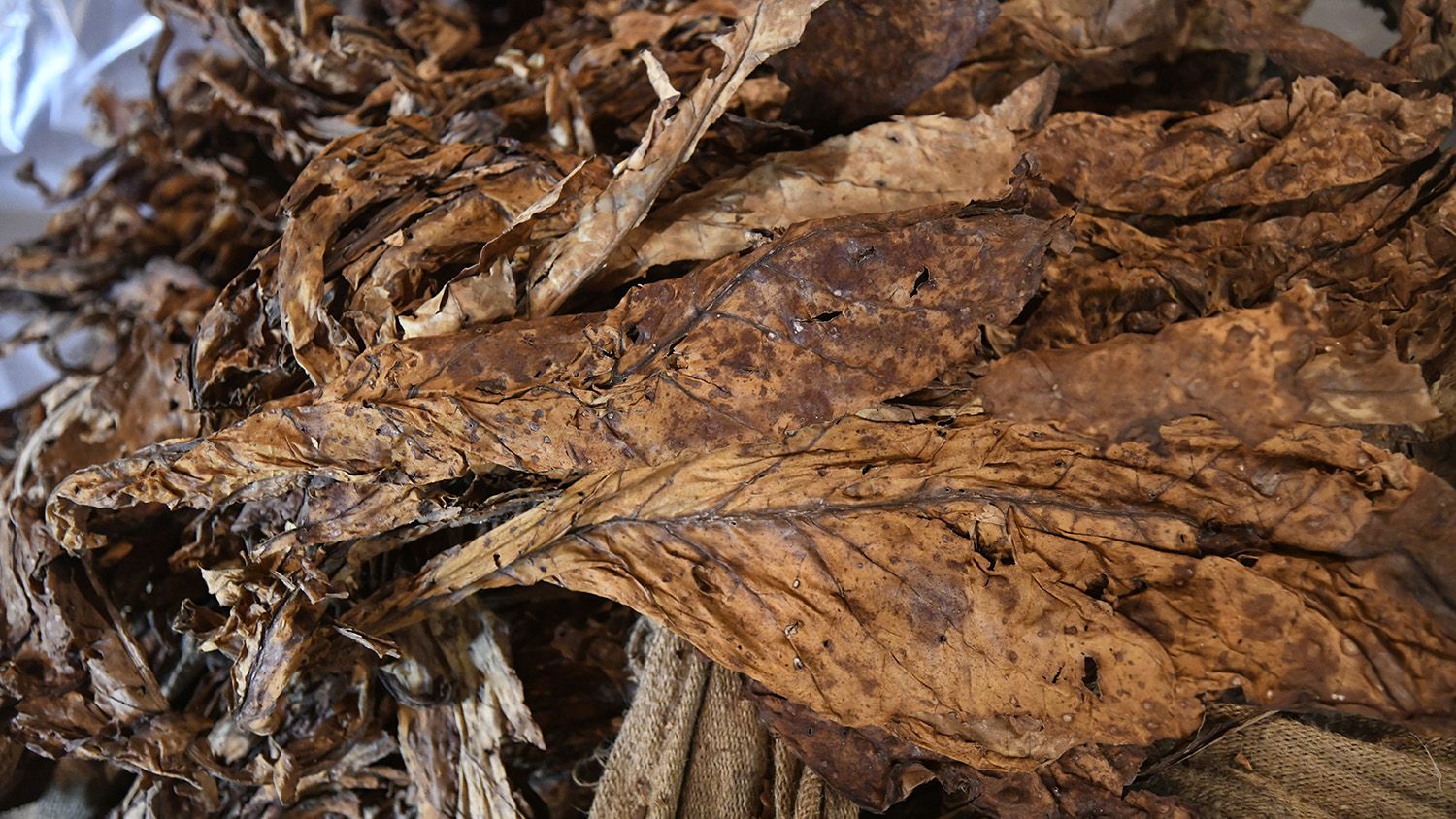 Close up image of Burley Tobacco