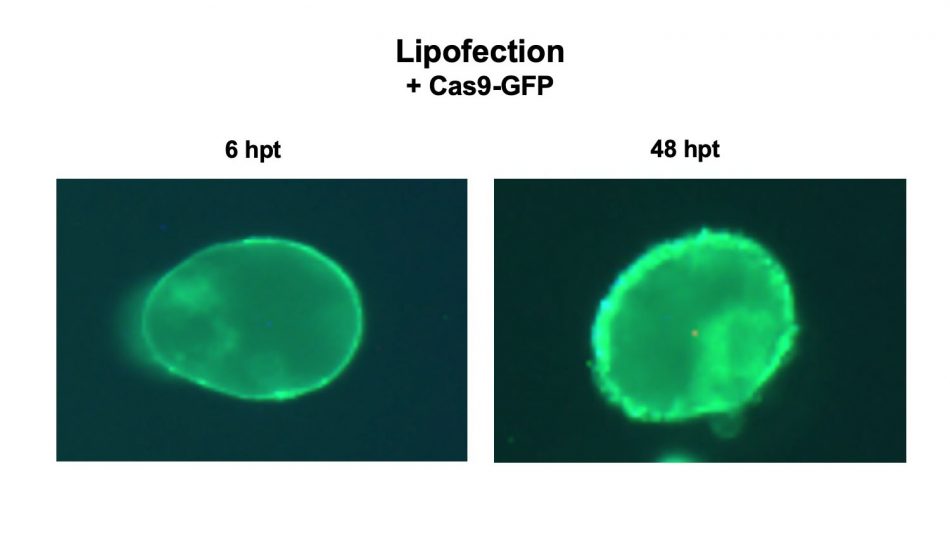 An image showing CRISPR/Cas9 protein -- labeled with a green fluorescent protein inside a plant cell.
