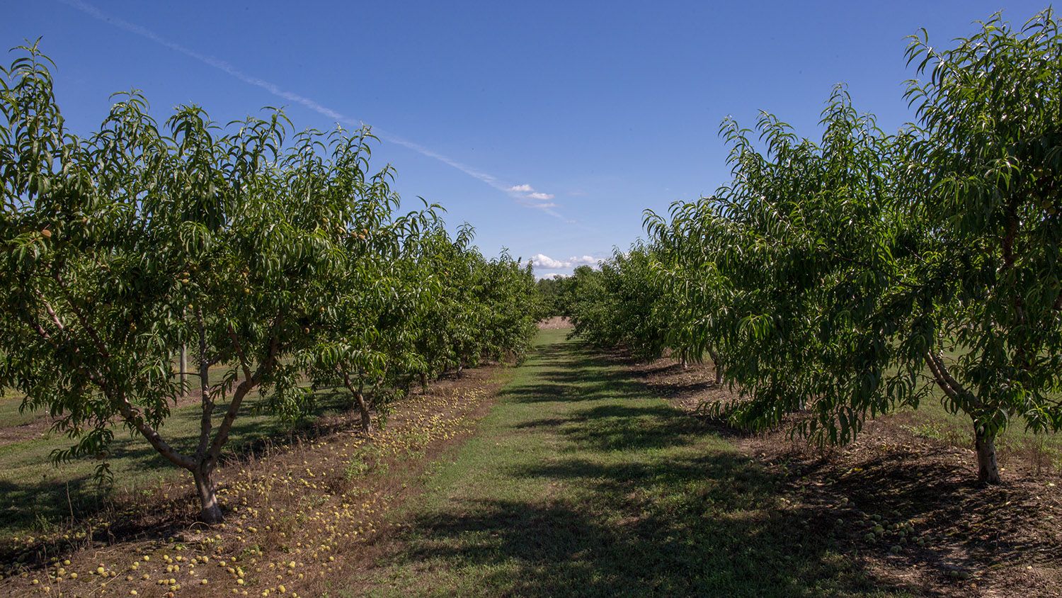 View of trees at the Central Crops Research Station