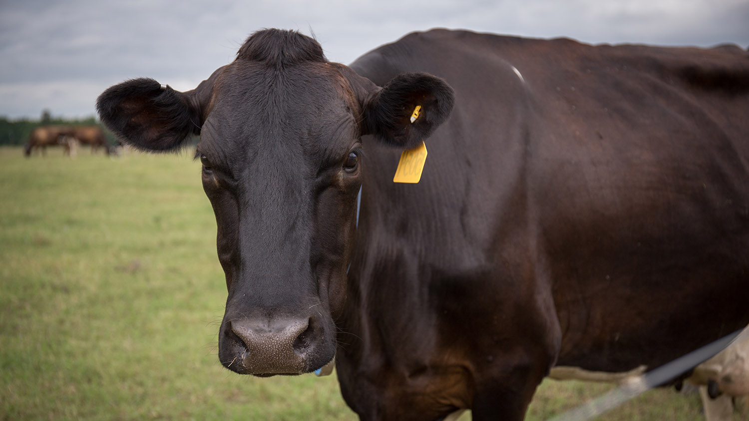 cows grazing at Cherry Research Station