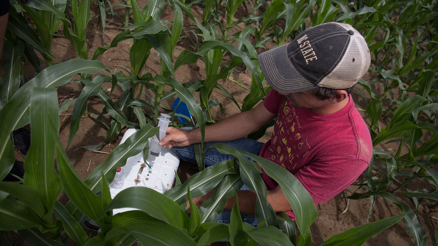 Researcher working with crops at Cherry Research Station