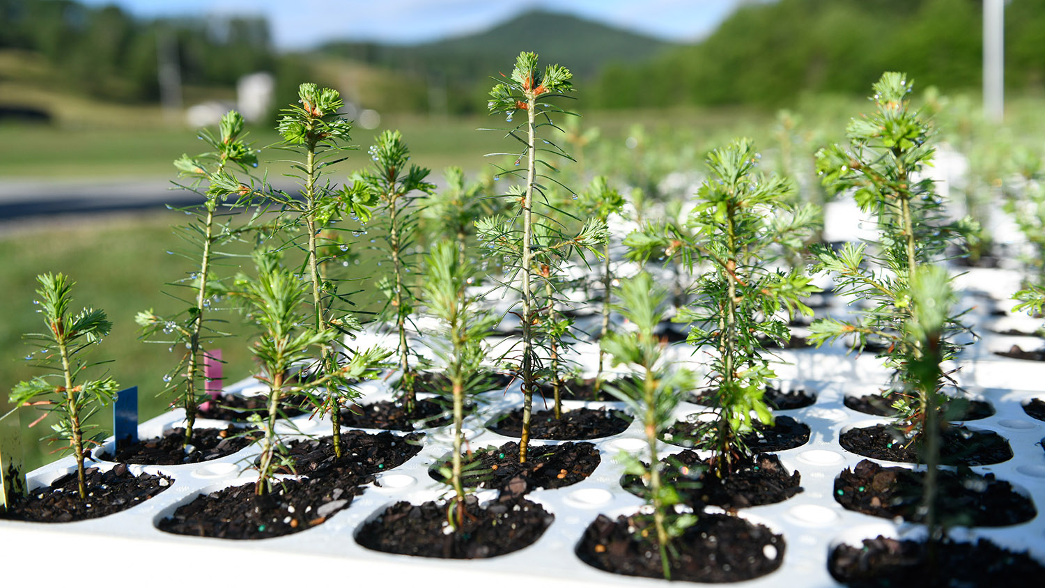 Christmas trees in planters at Mountain Research Station