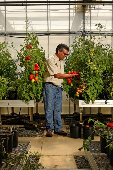 Dilip Panthee, a tomato breeding expert at Mountain Horticultural Research and Extension Center, looks over tomatoes in the station's older greenhouse.