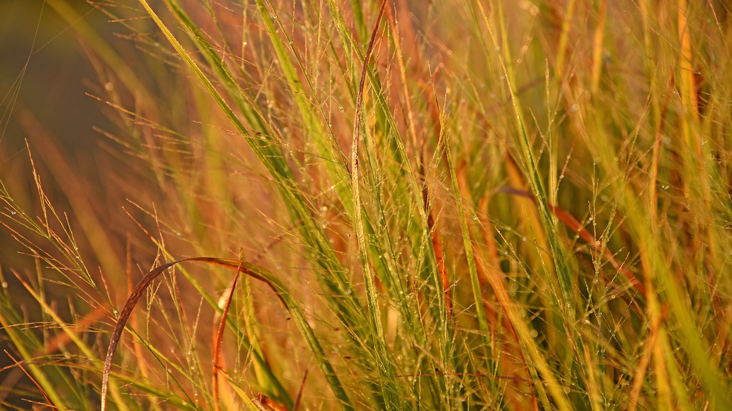close up of a field of grass