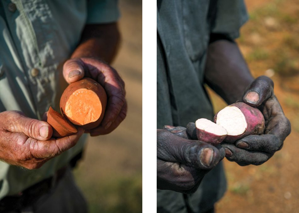 Farmers in eastern North Carolina and Uganda show off the sweetpotatoes they grow. The Noerth Carolinian holds a familiar orange-fleshed Covington sweetpotato. The Ugandan shows off a white-fleshed variety common in Africa.