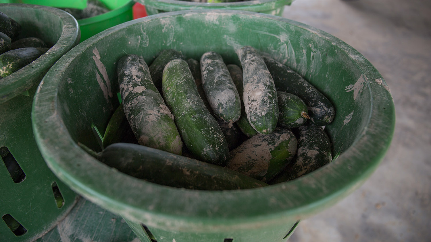Bowl of cucumbers at Horticultural Crops, Clinton Research Station