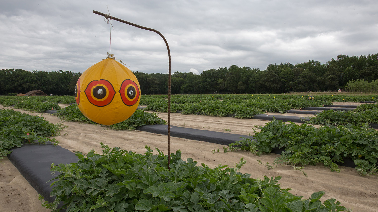 pesticide evaluation techniques at Horticultural Crops Research Station, Clinton