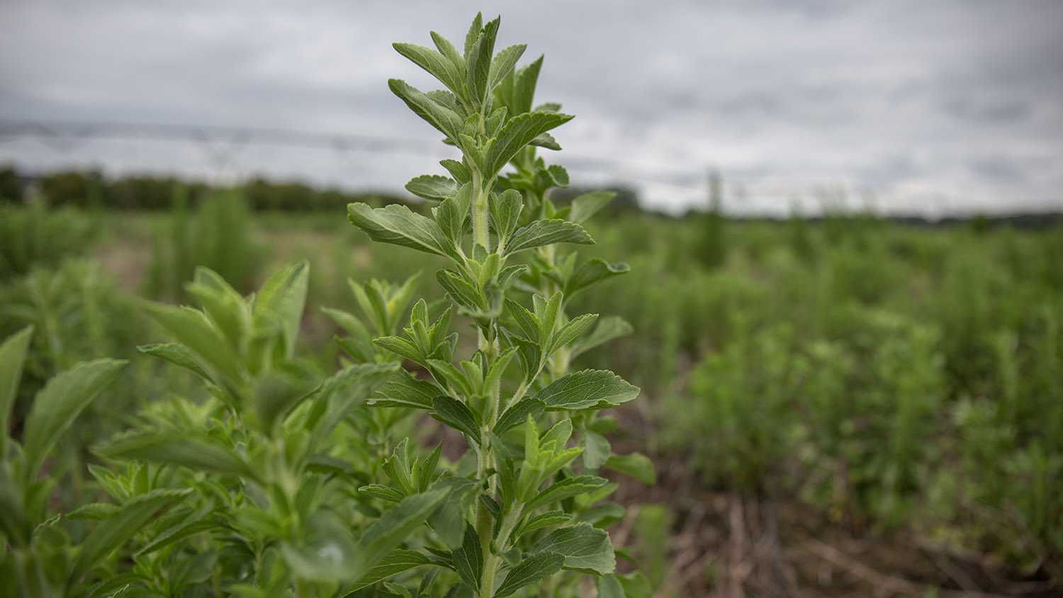 stevia plant at the Horticultural Crops Research Station, Clinton