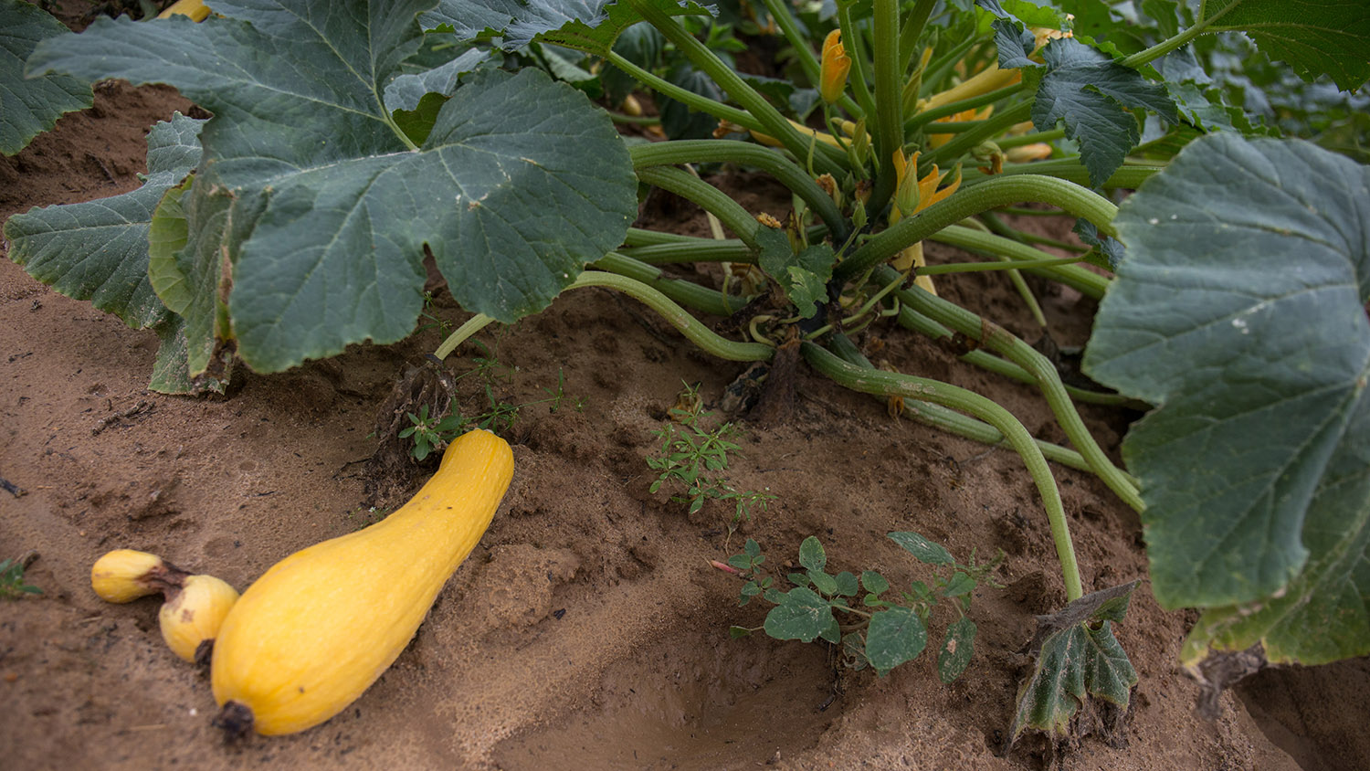 squash plant at Horticultural Crops Research Station, Clinton