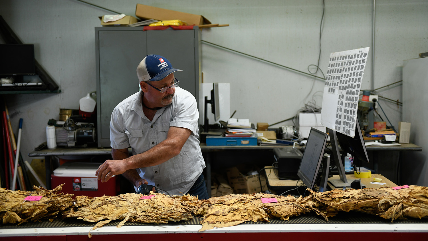 Researcher working on tobacco in Oxford Tobacco Research Station