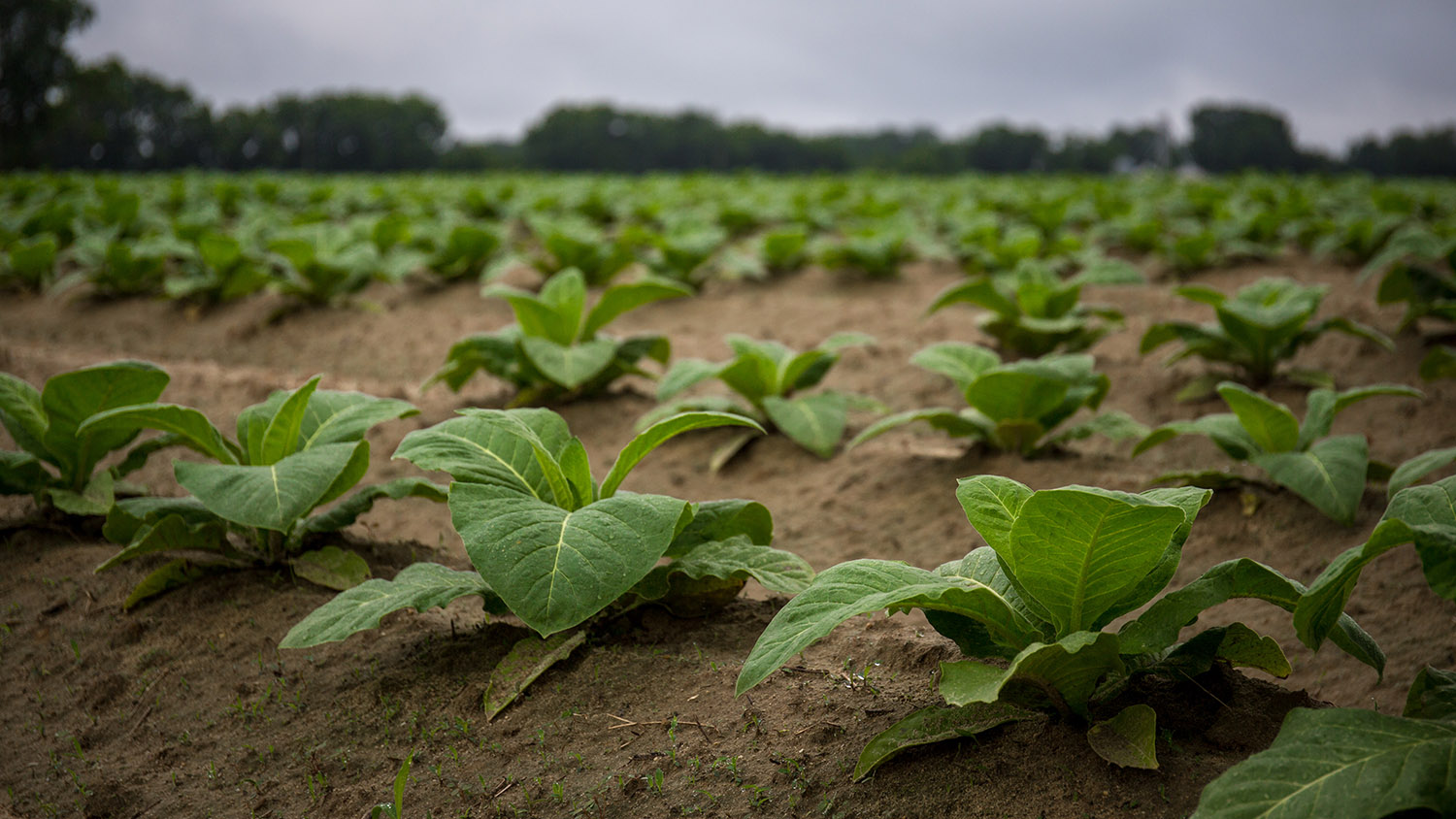 tobacco crops at Lower Coastal Plain Research Station